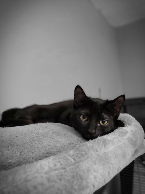 INDIANA - Domestic Short Hair available for adoption