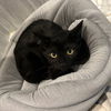 adoptable Cat in Saint Augustine, FL named Saragossa Houdini