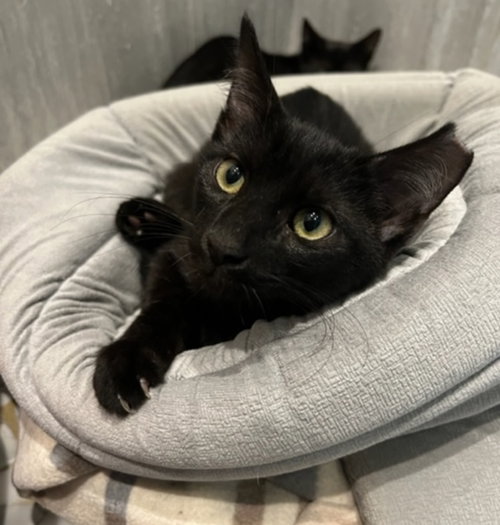 NIBS - Domestic Short Hair available for adoption