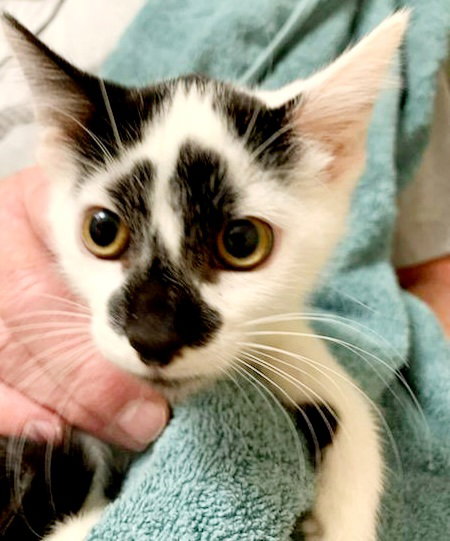 BASIL - Domestic Short Hair available for adoption