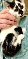 Basil - Photo 2