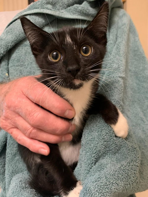SIRACHA - Domestic Short Hair / Tuxedo available for adoption