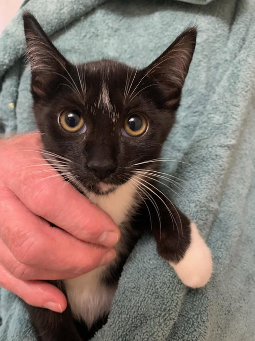 SIRACHA - Domestic Short Hair / Tuxedo available for adoption