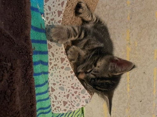 LUNA - American Shorthair / Tabby available for adoption
