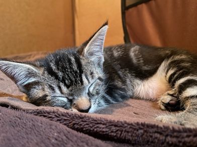 LUNA - American Shorthair / Tabby available for adoption