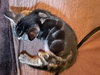 Luna - Photo 3