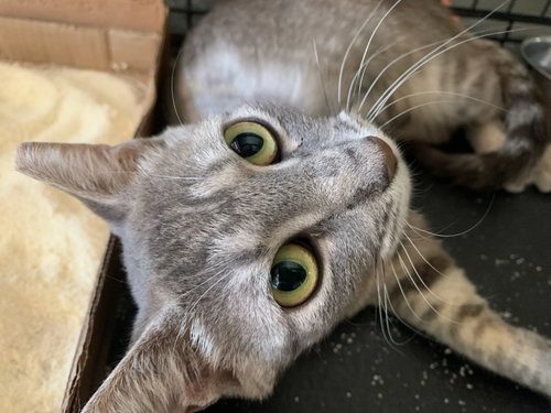 SHELLY - Domestic Short Hair / Tabby available for adoption