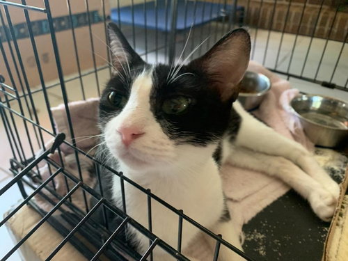 DAISY - Tuxedo / Domestic Short Hair available for adoption