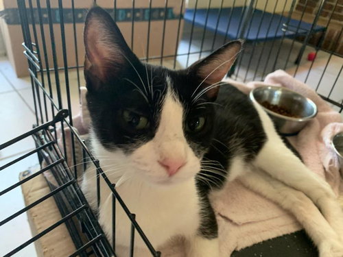 DAISY - Tuxedo / Domestic Short Hair available for adoption