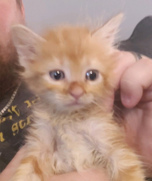 MINNESOTA - Domestic Medium Hair available for adoption
