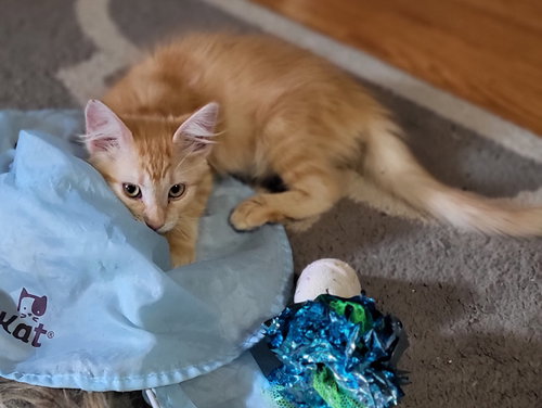 MINNESOTA - Domestic Medium Hair available for adoption