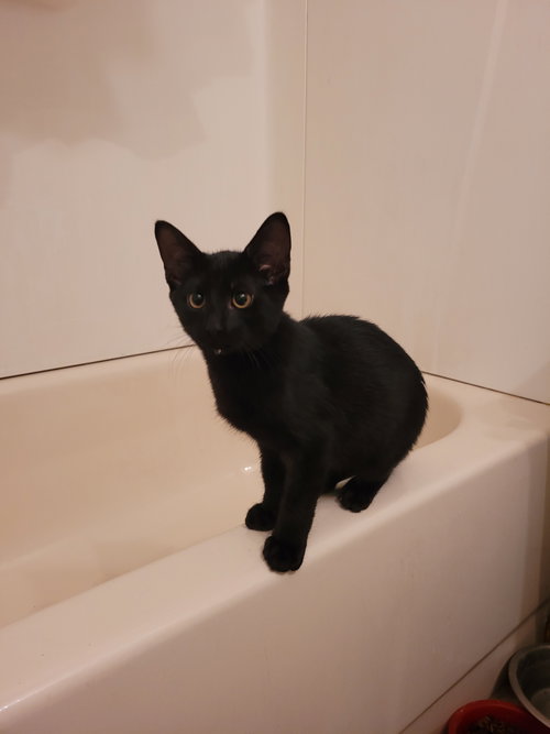 SINDY - Domestic Short Hair available for adoption