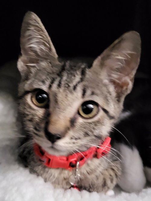 MISSOURI - Tabby / Domestic Short Hair available for adoption