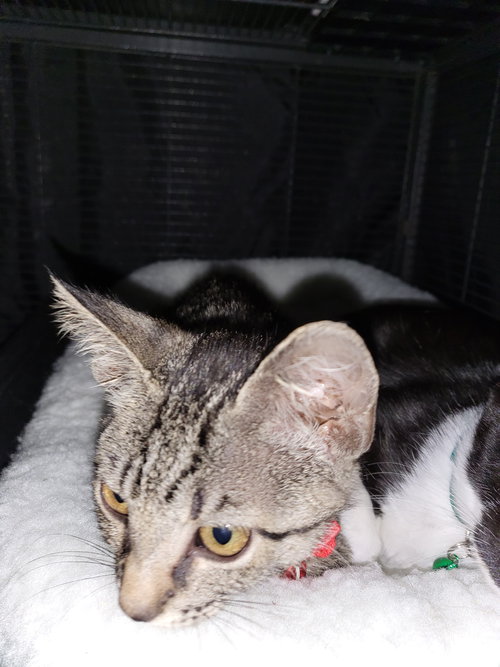 MISSOURI - Tabby / Domestic Short Hair available for adoption