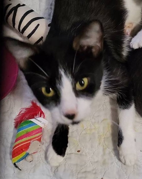 NEW MEXICO - Domestic Short Hair available for adoption