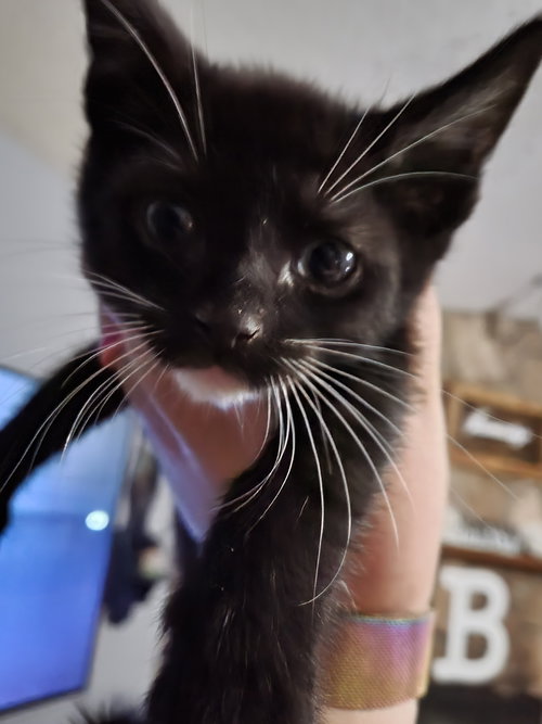 KANSAS - Domestic Short Hair available for adoption