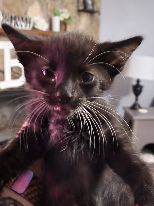 NORTH DAKOTA - Domestic Short Hair available for adoption