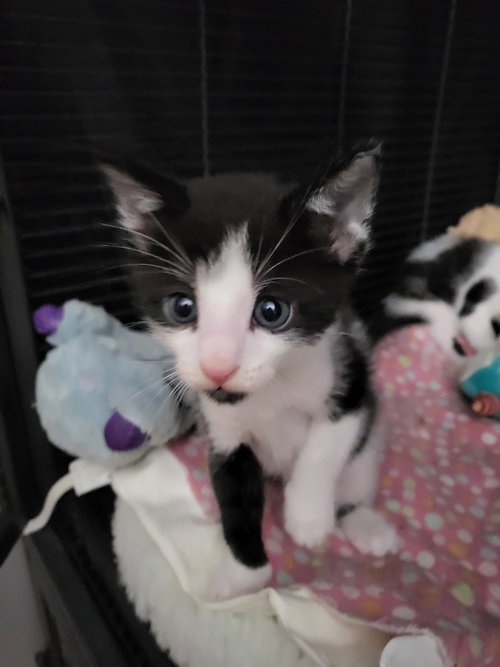 NORTH CAROLINA - Domestic Short Hair available for adoption