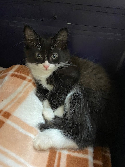OREO1 - Domestic Medium Hair / Tuxedo available for adoption