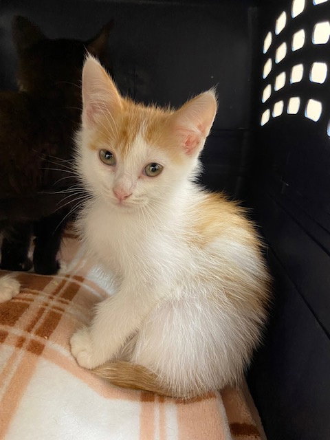 COOKIE DOUGH - Domestic Medium Hair available for adoption