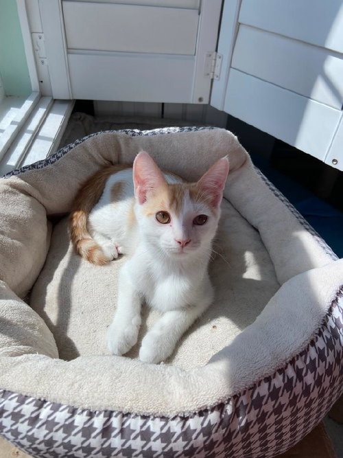 COOKIE DOUGH - Domestic Medium Hair available for adoption