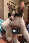 Diaz - Photo 2