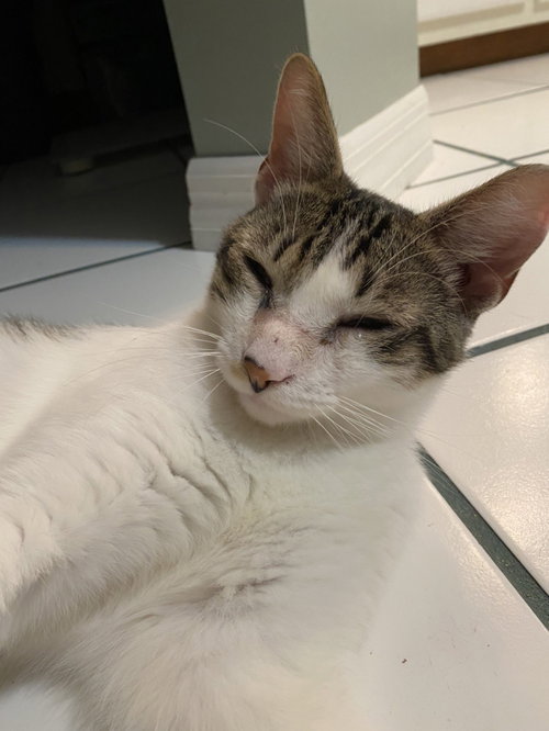 DIAZ - Domestic Short Hair available for adoption