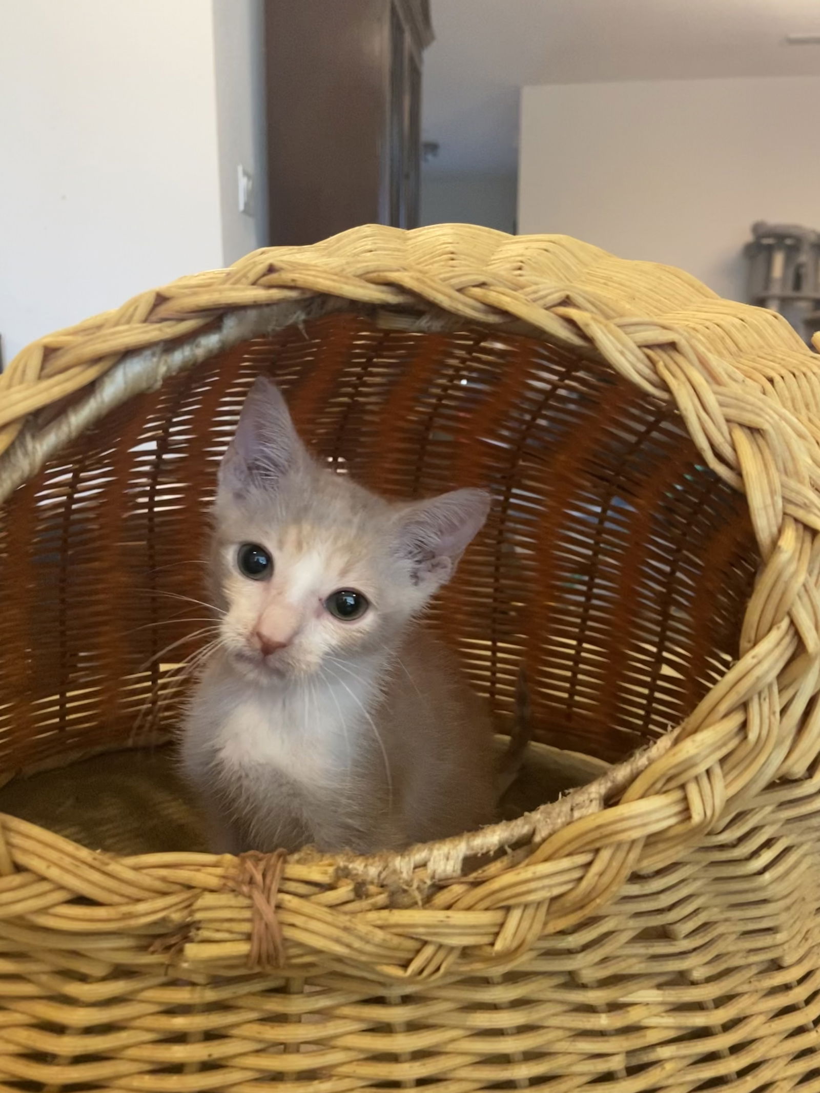 adoptable Cat in Saint Augustine, FL named Ginger