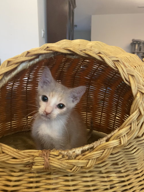 GINGER - Domestic Short Hair available for adoption