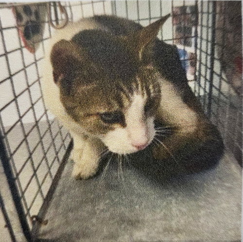 TOMCAT CRUISE - Domestic Short Hair available for adoption