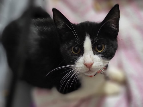 MINNIE MOUSE - Domestic Short Hair / Tuxedo available for adoption