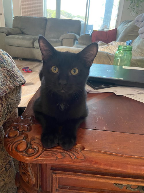 DUSTIN - Domestic Short Hair available for adoption