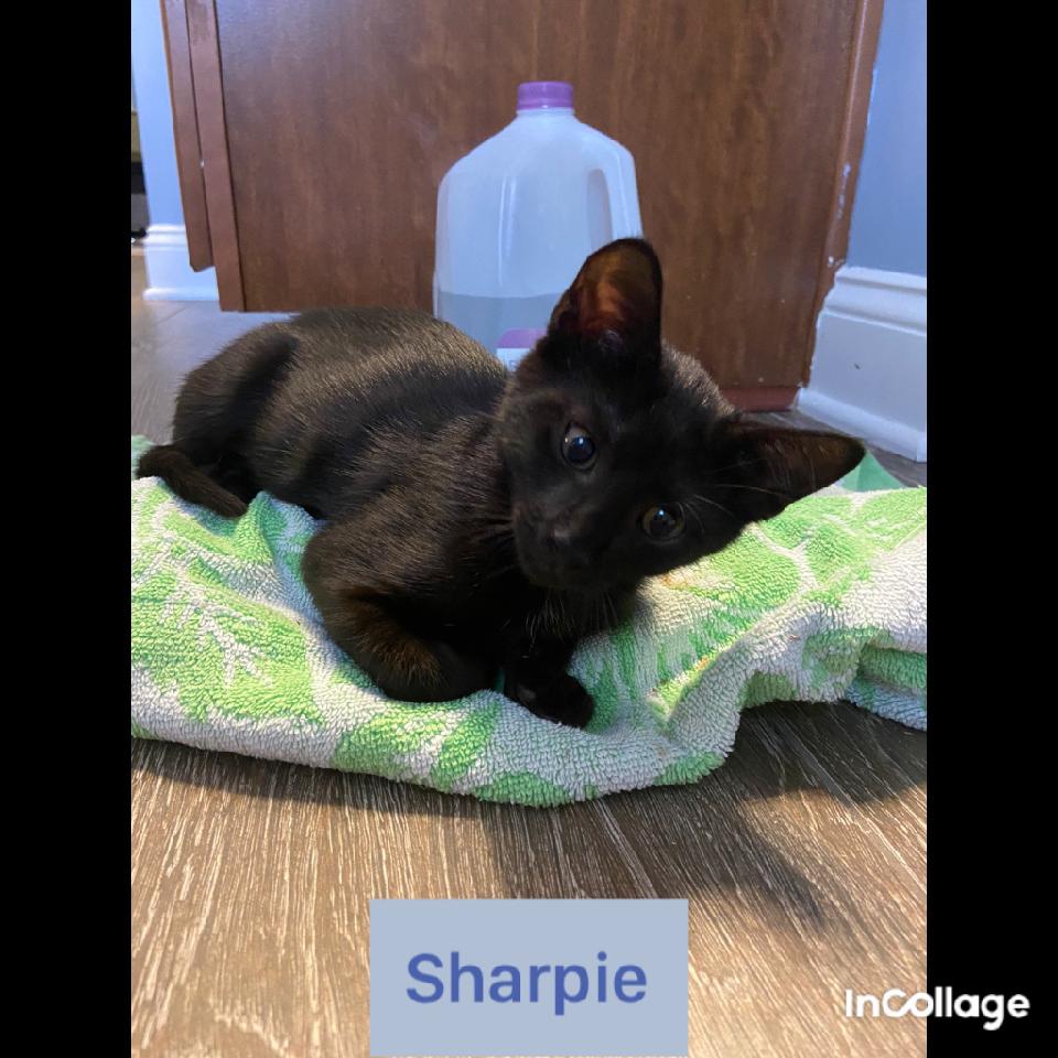 adoptable Cat in Saint Augustine, FL named Sharpie