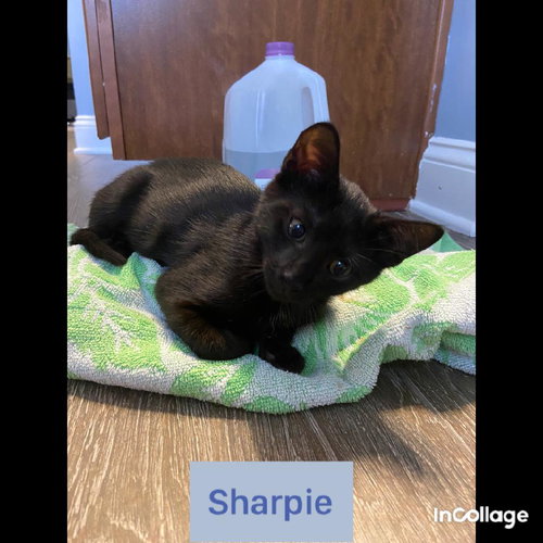 SHARPIE - Domestic Short Hair available for adoption