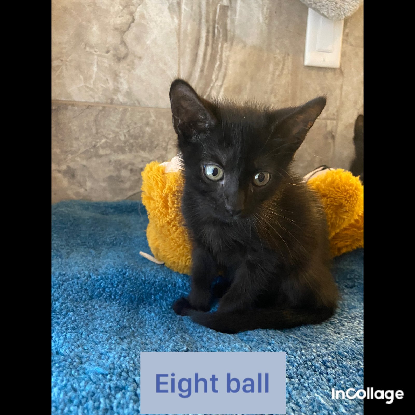 adoptable Cat in Saint Augustine, FL named 8Ball