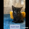 adoptable Cat in saint augustine, FL named 8Ball