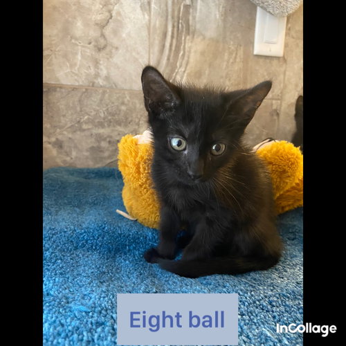 8BALL - Domestic Short Hair available for adoption