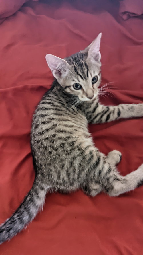 MARK - Domestic Short Hair / Tabby available for adoption