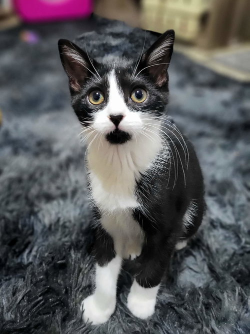 DWIGHT - Domestic Short Hair available for adoption