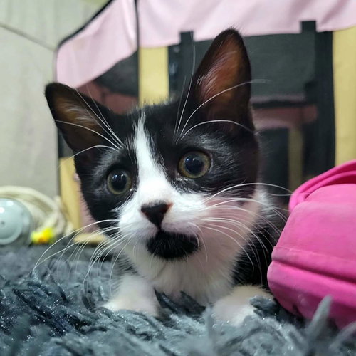 DWIGHT - Domestic Short Hair available for adoption