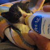 Dwight - Photo 3