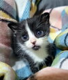 Dwight - Photo 4