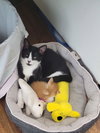 Dwight - Photo 5