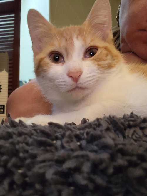 STEVE - Domestic Short Hair available for adoption
