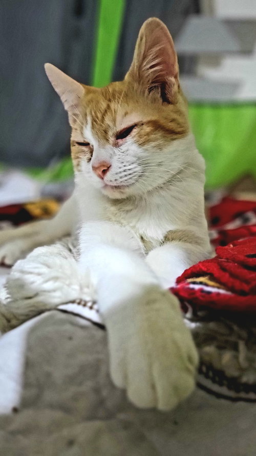 STEVE - Domestic Short Hair available for adoption