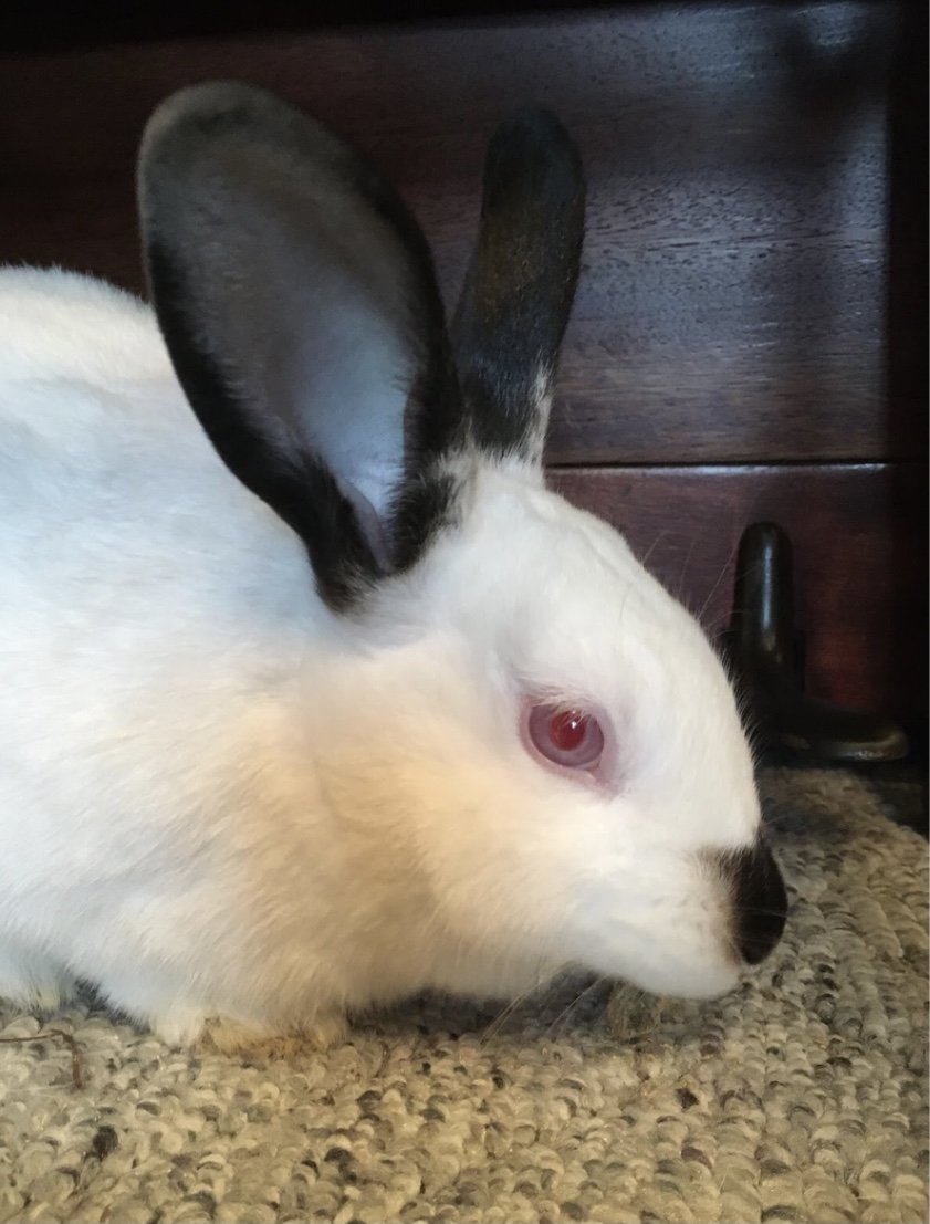 adoptable Rabbit in Lakeville, MN named Ben