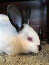 adoptable Rabbit in , MN named Ben