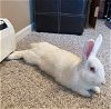 adoptable Rabbit in , MN named Jerry