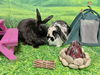 adoptable Rabbit in  named Lilah "Lil"