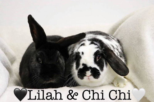 Chaya "Chi Chi"